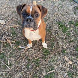 Macy - Boxer
