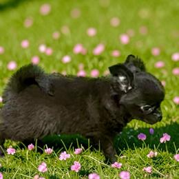 MOTO - Blue male Chihuahua puppy in Richmond, Virginia from Bayberry Chihuahuas