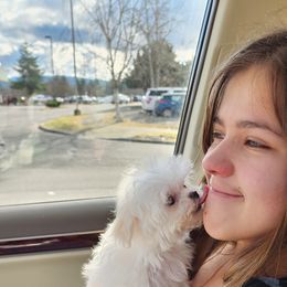 Cavapoo, Maltese, Maltipoo, and Poodle Puppies from Mt.BakerPoodles&Doodles