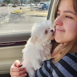 Cavapoo, Maltese, Maltipoo, and Poodle Puppies from Mt.BakerPoodles&Doodles