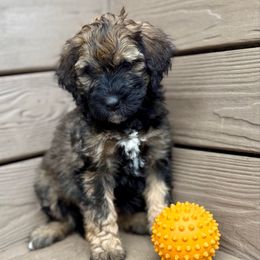 Hazel - Brown and white female Bernedoodle puppy in Mint Hill, North Carolina from Ball-Y-Hoo Bernedoodles