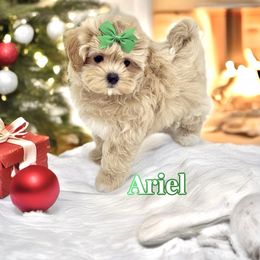 Ariel - Apricot female Maltipoo puppy in Buford, Georgia from Petite Posh Puppies