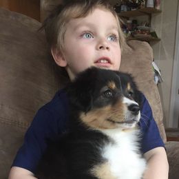 Australian Shepherd Puppies from Diamond Hill Australian Shepherds