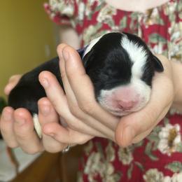 Mikani - Black and white female Border Collie puppy in Graceville, Florida from Fire N Arrows Border Collies