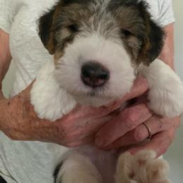 Jordy - White black and tan male Wire Fox Terrier puppy in Antioch, Illinois from Cavcor Foxies