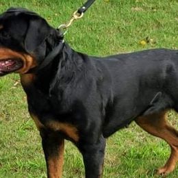 Rottweilers from OneUnitK9