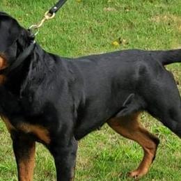 Rottweilers from OneUnitK9