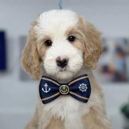Dark blue-nick - Red male Bernedoodle puppy in Yuciapa, California from AlltheDoodlez_