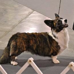 Cardigan Welsh Corgis from Cardiridge Cardigan Welsh Corgis