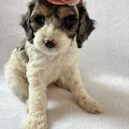 Sunday - Black white and tan female Cockapoo puppy in Adrian, Oregon from ApplebyFarm