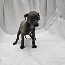 Jax - Blue male Italian Greyhound puppy in Newalla, Oklahoma from Heartland Iggys