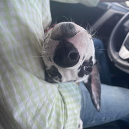 Dalmatian Puppies from Louisiana Roux Dalmatians