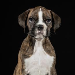 Boxer puppies from Olvera’s Boxers