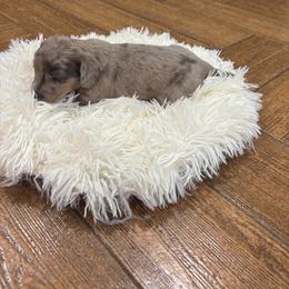 Dachshund Puppies from Finleys Babies