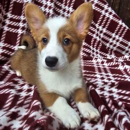 Donatello - Red male Pembroke Welsh Corgi puppy in Castle Rock, Washington from Heckman Corgis