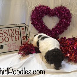 Poodle Puppies from Wild Orchid Poodles