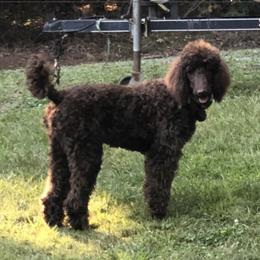 Fancy - Poodle