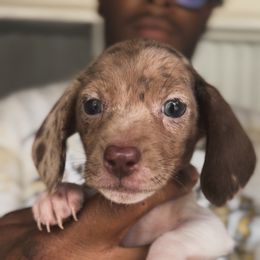 Girl 1 - Piebald female Dachshund puppy in Los Angeles, California from Mini Doxies R Us