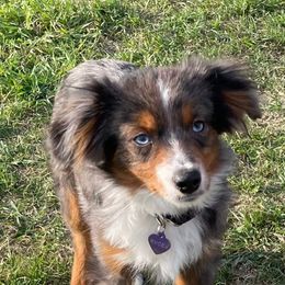 Rugar - Toy Australian Shepherd