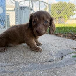 AKC Chocolate Based Cream Brindle - Brindle female Dachshund puppy in Lehigh Acres, Florida from Ruby Rose Dachshund Dynasty