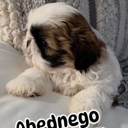 Abednego - Red and white male Shih Tzu puppy in Riverside, California from Raincross Shih Tzu