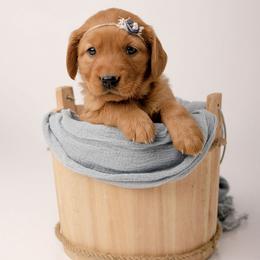 Emmy - Dark golden female Golden Retriever puppy in Buhl, Idaho from Atkinson's Goldens