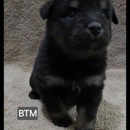 Jb5 - Black tri male Miniature Australian Shepherd puppy in Bend, Oregon from Badlands Toy and Mini Aussies