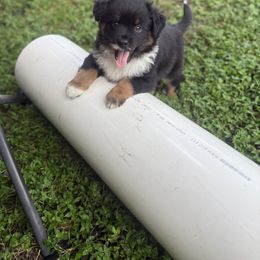Miniature Australian Shepherd Puppies from Peace Creek Aussies