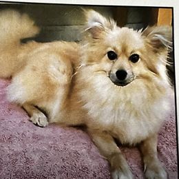 CoCo - Companion Cross