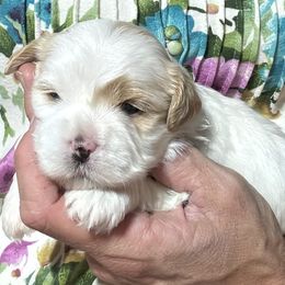 Female 3 - Red female Havanese puppy in Congerville, Illinois from Happy Go Lucky Havanese