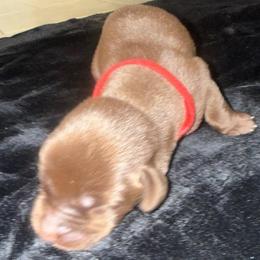 Red - Chocolate female Labrador Retriever puppy in Kinta, Oklahoma from Beaver Creek Kennels