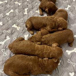 Girl 3 - Red  female Poodle puppy in Abilene, Texas from Mesquite Kennels