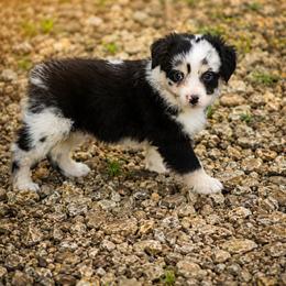 Nova - Blue merle male Miniature Australian Shepherd puppy in Macomb, Missouri from Faunus Farms and Aussies
