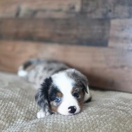 Almond - Blue merle male Miniature Australian Shepherd puppy in Killen, Alabama from Wilkers Wholehearted Mini Aussies