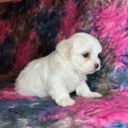 Maltese All Grown Up from Cozy  Maltese Puppies