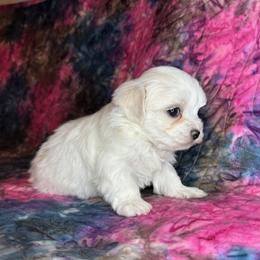 Maltese All Grown Up from Cozy  Maltese Puppies