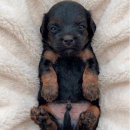 Woody - Black and tan male Cavapoo puppy in Salt Lake City, Utah from SunnySide Mini Doodles