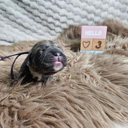 Purple collar - Gray and fawn female Cane Corso puppy in Fritch, Texas from Carrie Brown's Cane Corsos