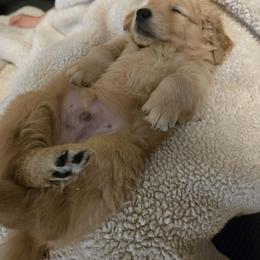 Boy 4 - Golden male Golden Retriever puppy in Portland, Oregon from Joyfully Golden