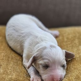 Lilo - Cream female Cavapoo puppy in Copperas Cove, Texas from Grapeshot Poodles & Doodles LLC