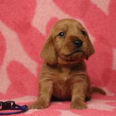 Basset Fauve de Bretagne and German Wirehaired Pointer Puppies from Afterhours German Wirehaired Pointers and Basset Fauve de Bretagne