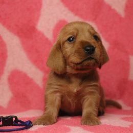 Basset Fauve de Bretagne and German Wirehaired Pointer Puppies from Afterhours German Wirehaired Pointers and Basset Fauve de Bretagne