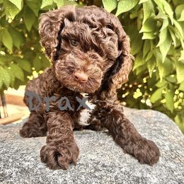 Drax - Chocolate male Cavapoo puppy in Chelan, Washington from North Cascades Doodles