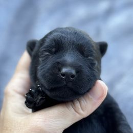 Scottish Terrier and Toy Australian Shepherd Puppies from Pecan Creek