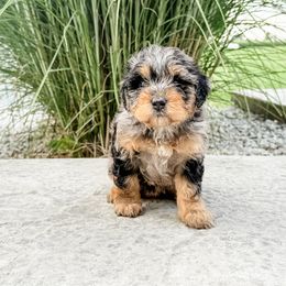 HOPE - Blue merle female Aussiedoodle puppy in Sharpsburg, Georgia from Steindoodles