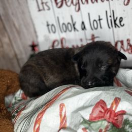 Autumn - Black brindle female Dutch Shepherd puppy in Clarksville, Tennessee from Vuurhart Herders
