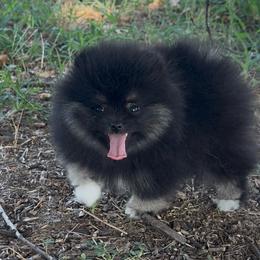 Sizzle - Black and tan female Pomeranian puppy in Wagoner, Oklahoma from Cascade Pomeranians