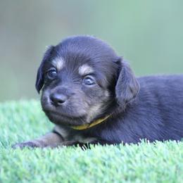 GiGi - Black and cream female Dachshund puppy in Murray, Kentucky from Shadow Ridge Farms