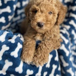 Goldendoodle Puppies from KandE Doodles