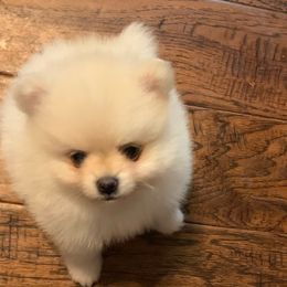 Boy3 - Cream parti male Pomeranian puppy in Houston, Texas from Lola’s Poms